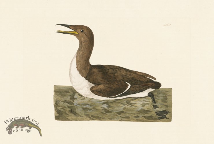 (image for) Pennant Zoology 030