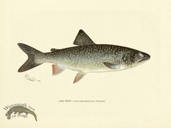 (image for) Trout - Lake