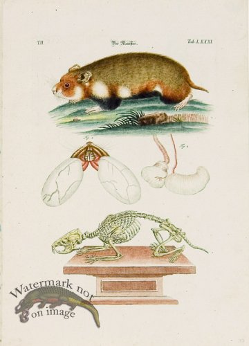 (image for) Meyer Animal 06