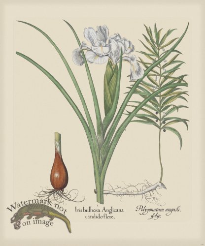 (image for) Besler 198 Colored B2