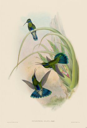 (image for) Gould Hummingbird 225