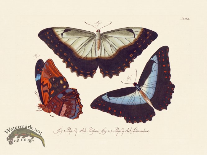 (image for) Jablonsky Butterfly 023