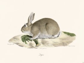 Cuvier 262 Rabbit