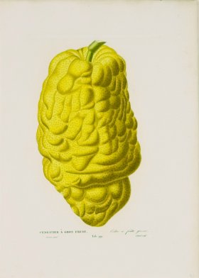 Poiteau Citrus 16