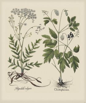 Besler 264 Colored B2