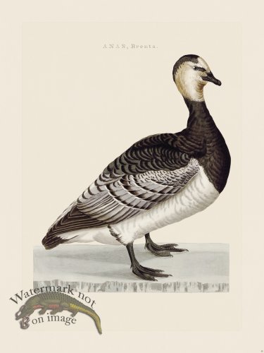 (image for) Nozeman Bird 055