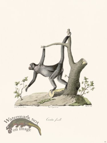 (image for) Cuvier 386 Female Coaita