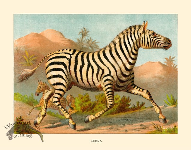 (image for) CP 16 Zebra
