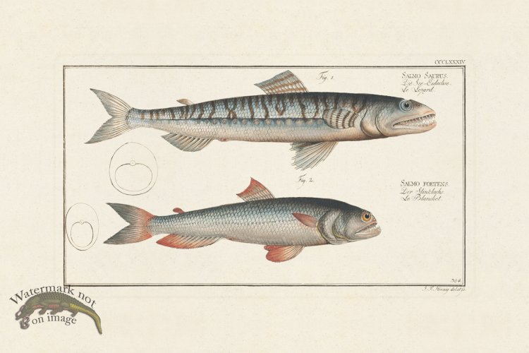 (image for) BLOCH FISH 386