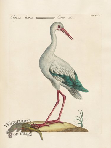 (image for) Manetti 434