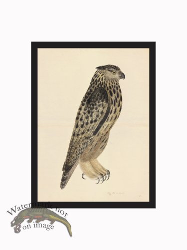 (image for) Rudbeck CFA_BF 08 Eagle Owl