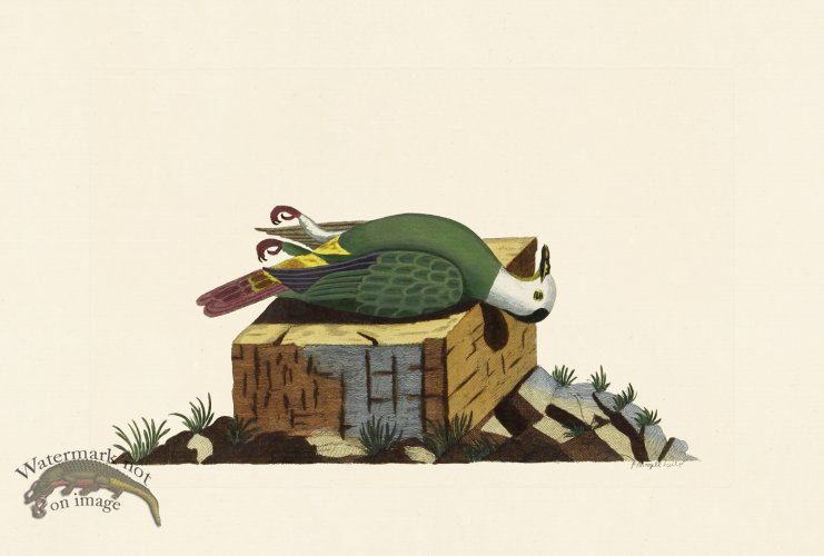 (image for) Pennant Zoology 103