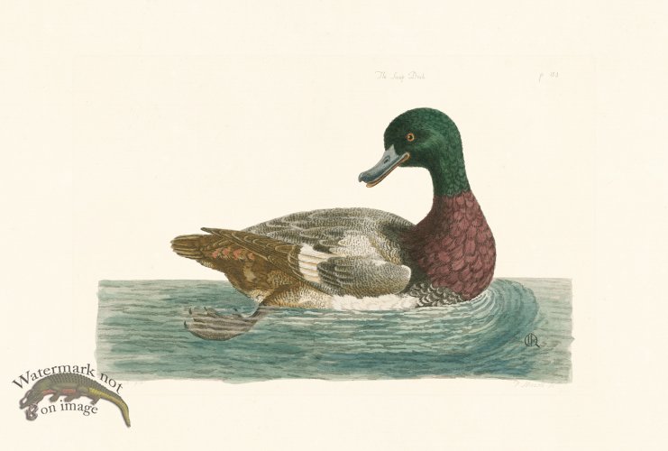 (image for) Pennant Zoology 023