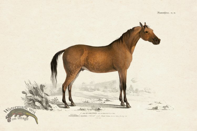(image for) FNH 15 Arabian Horse