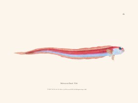 065 Rubescent Band -Fish