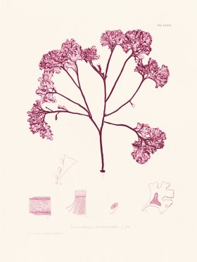 Bradbury Seaweed 079