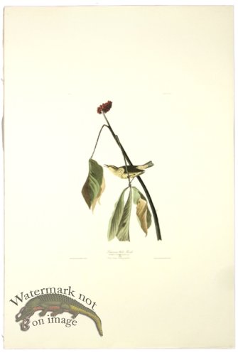 (image for) Louisiana Water-Thrush