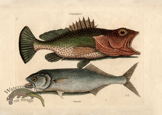 (image for) Catesby Fish 2