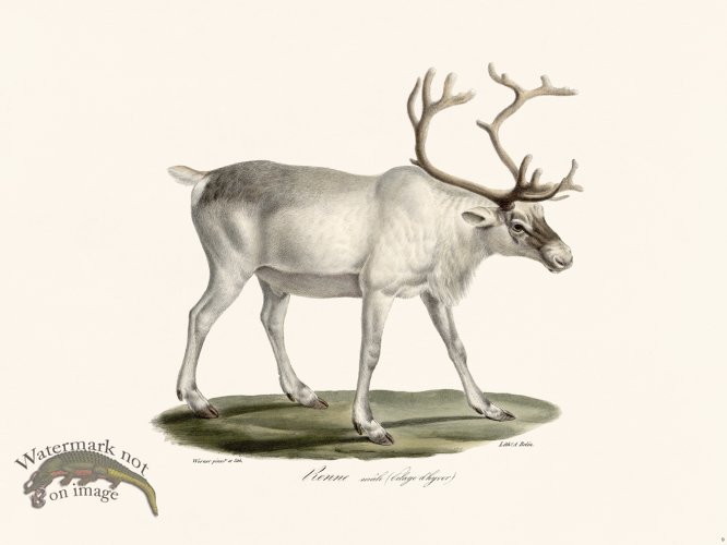 (image for) Cuvier 009 White Reindeer