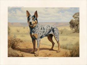 CFA Dog Australian Cattle Dog 01
