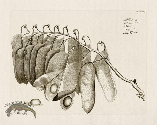 (image for) HORTUS VOl 06 17