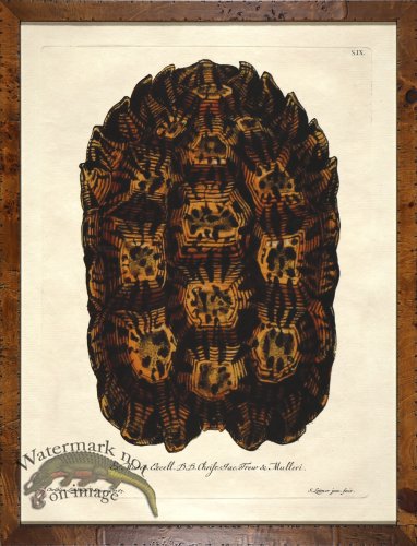 (image for) Turtle Shell Burl 01