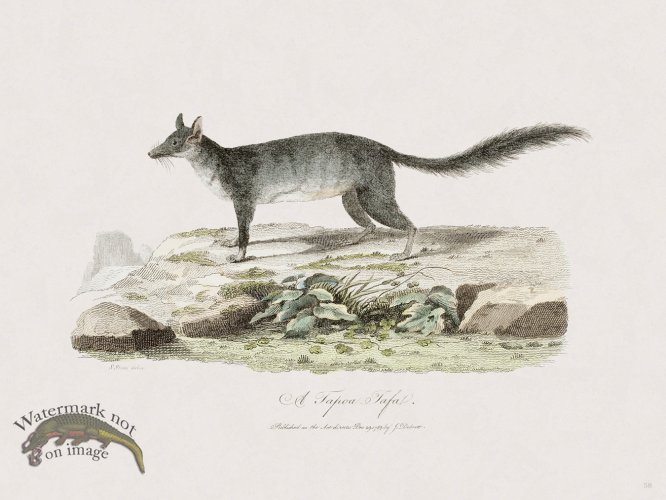 (image for) 58 New Holland Caffowary