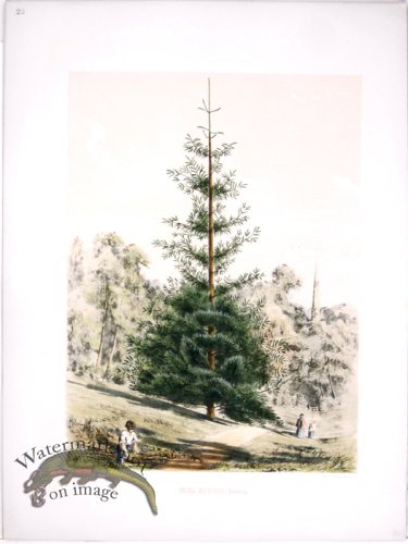 (image for) Lawson Tree 05