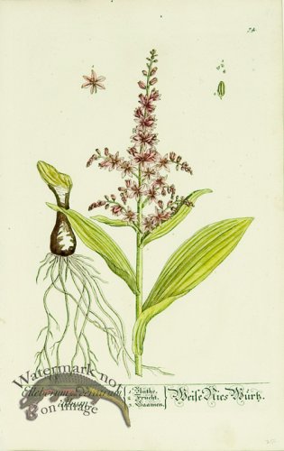 (image for) Blackwell German 018