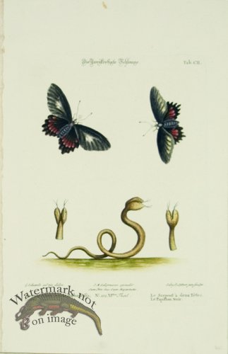 (image for) SSM 05 Le Serpent a\' deux Tetes (Double-headed Snake)