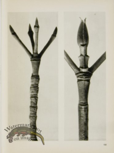 (image for) Blossfeldt T 102