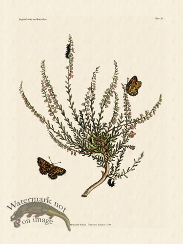 (image for) Wilkes Butterflies 028