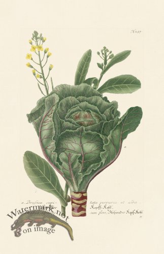 (image for) Weinmann PL 259