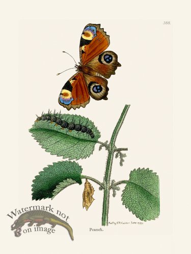 (image for) 388 Peacock