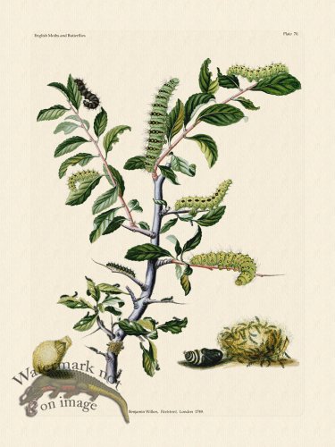 (image for) Wilkes Butterflies 070