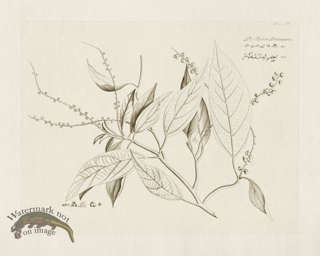 (image for) HORTUS VOl 05 23