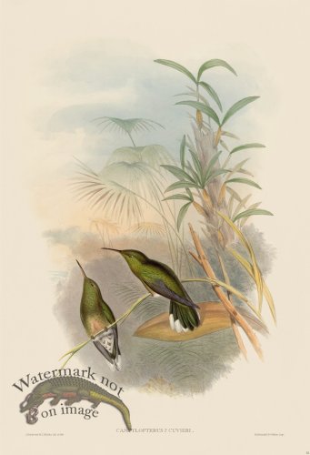 (image for) Gould Hummingbird 052