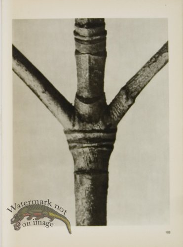 (image for) Blossfeldt T 103