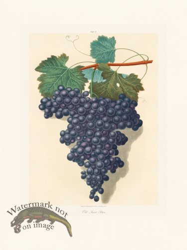 (image for) Brookshaw Fruit 21