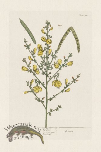 (image for) BEE 244 Broom