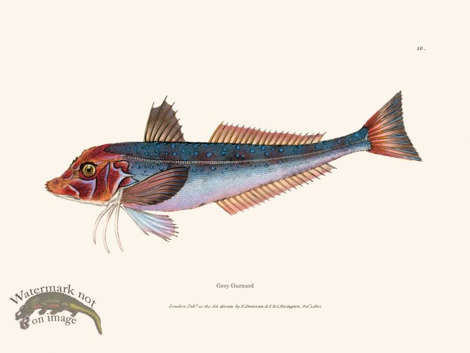 (image for) 010 Grey Gurnard