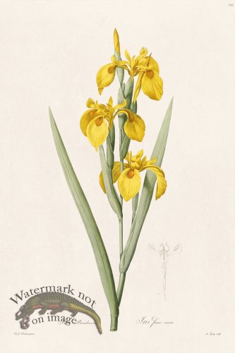 (image for) Les Liliacees Redoute 235