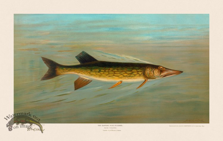 (image for) Eastern or Banded Pickerel