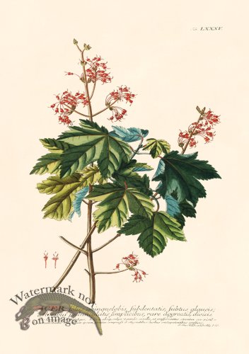 (image for) Trew Botanical 85