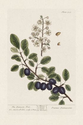 BEE 305 The Damson Tree