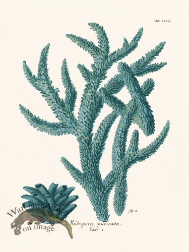 (image for) Esper Coral 032