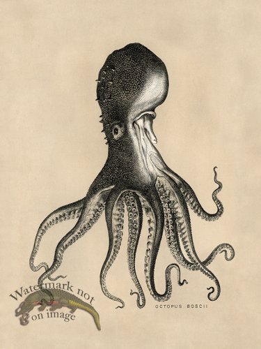 (image for) Octopus Tan 16