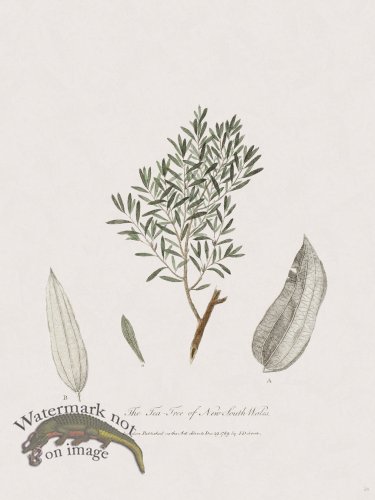 (image for) 24 New Holland Caffowary