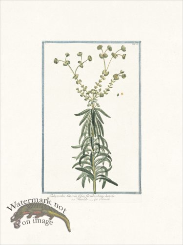 (image for) Bonelli 026 Titimale