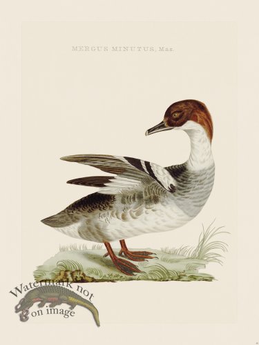 (image for) Nozeman Bird 045